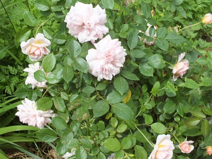  photo blessedchild3_zps91a7a8f5.jpg